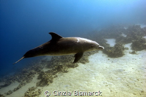 Bottlenose dolphin@Marsa Bareika Ras Mohammed National Pa... by Cinzia Bismarck 